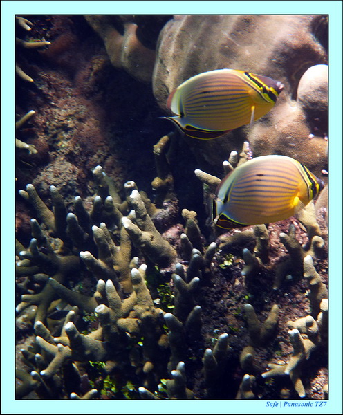 2012 - 07 - Dauin Sanctuary 23